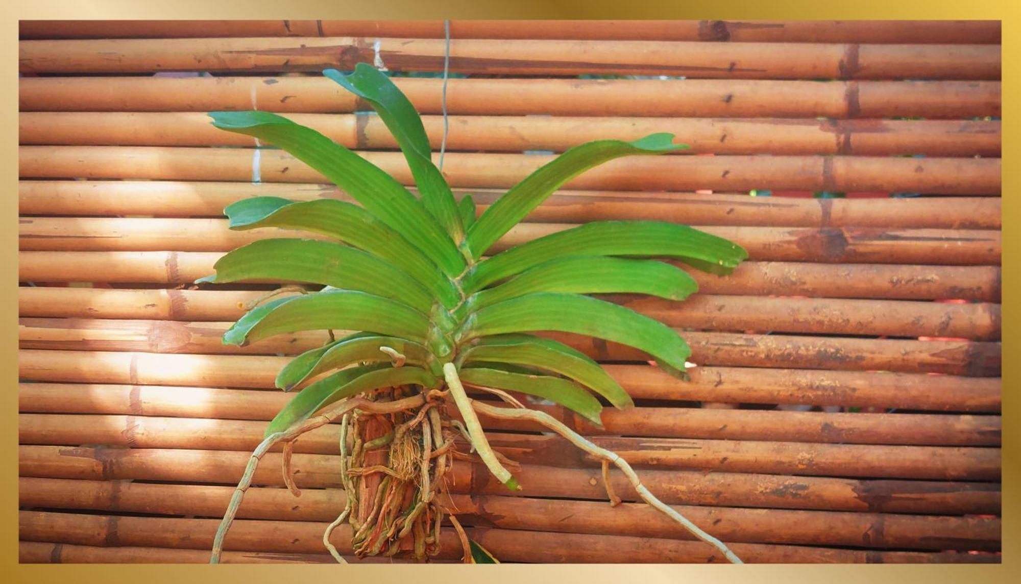 Guest house Sweetheart Tree Homestay