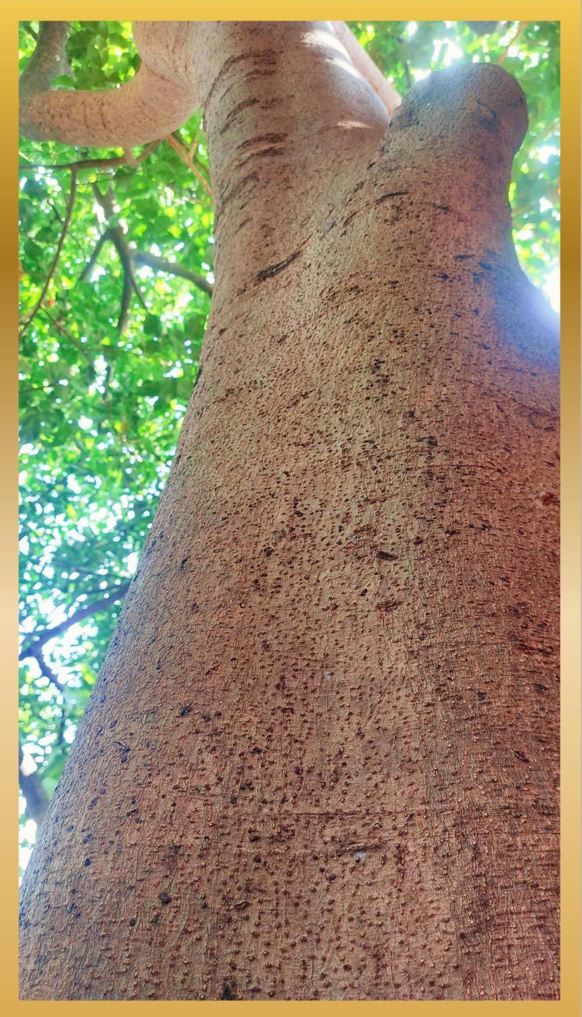 Sweetheart Tree Homestay * Bangkok