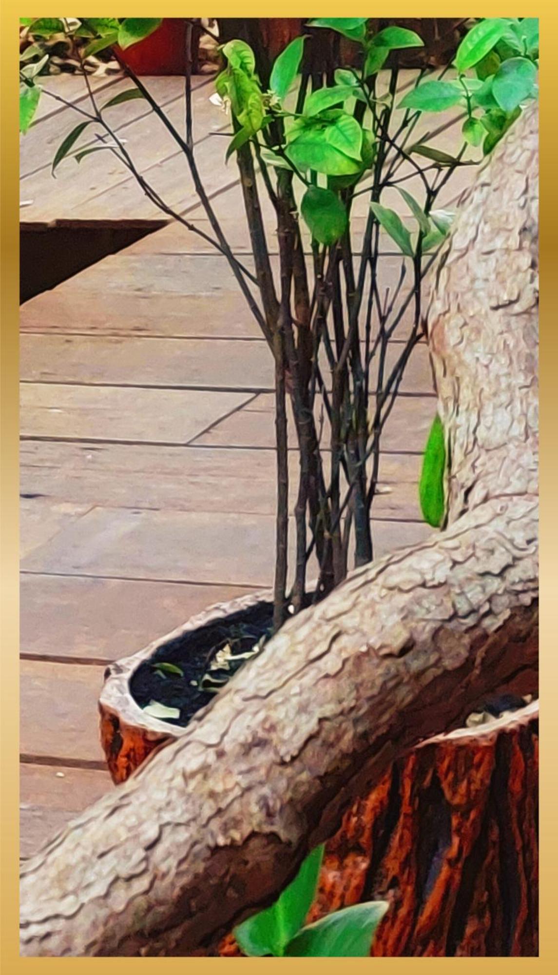 Sweetheart Tree Homestay