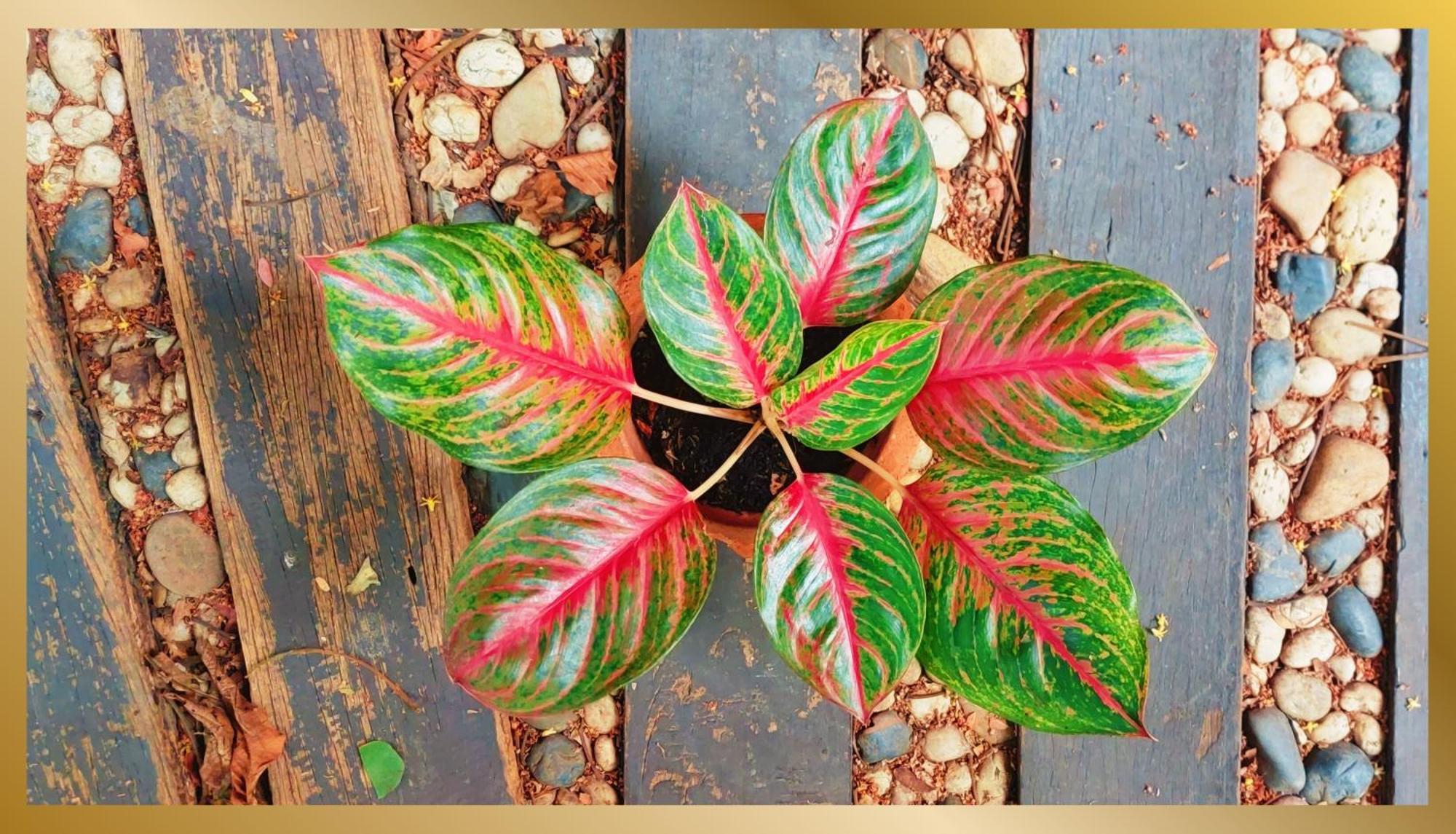 Sweetheart Tree Homestay *