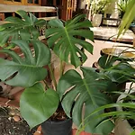Sri Ayuttaya Guesthouse