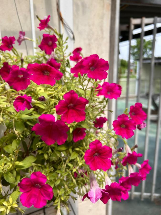 Appartement Summer Apartel *