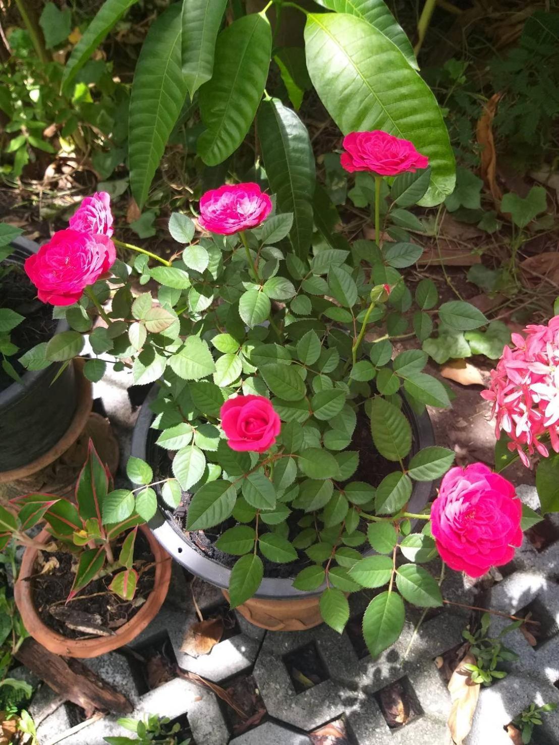 Young And Beautiful Guest house Bangkok