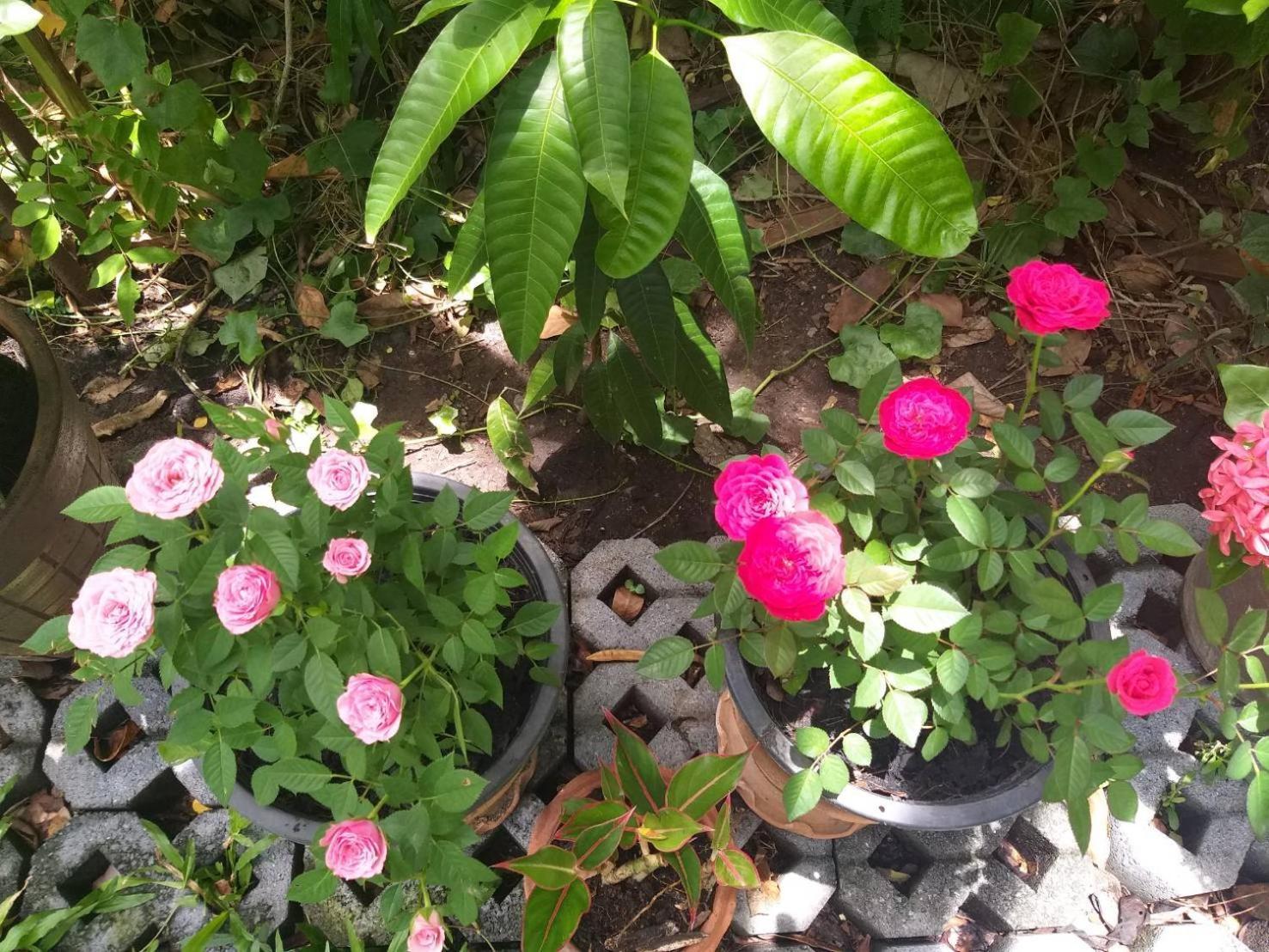 Young And Beautiful Guest house