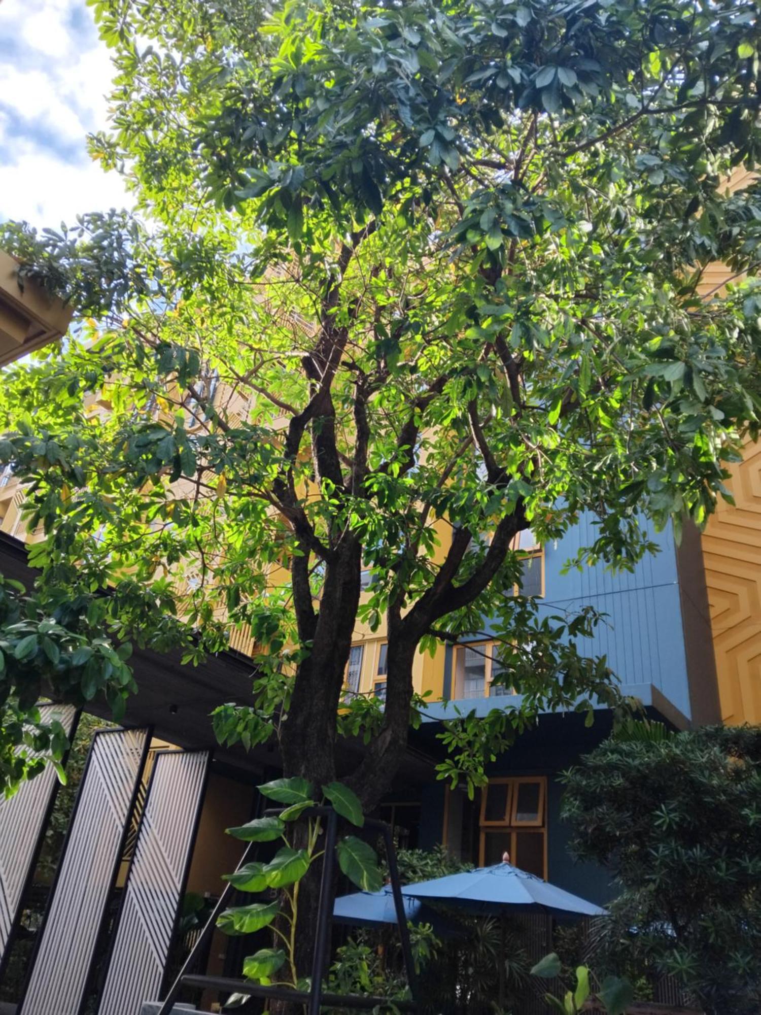 Brissluxe At Bts Onnut Sukumvit 50 Apartemen