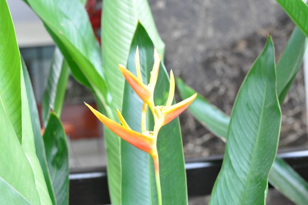 Aparthotel The Bloom @ Suvarnabhumi