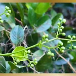 Sweetheart Tree Homestay
