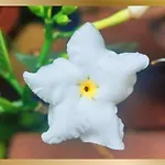 Sweetheart Tree Homestay