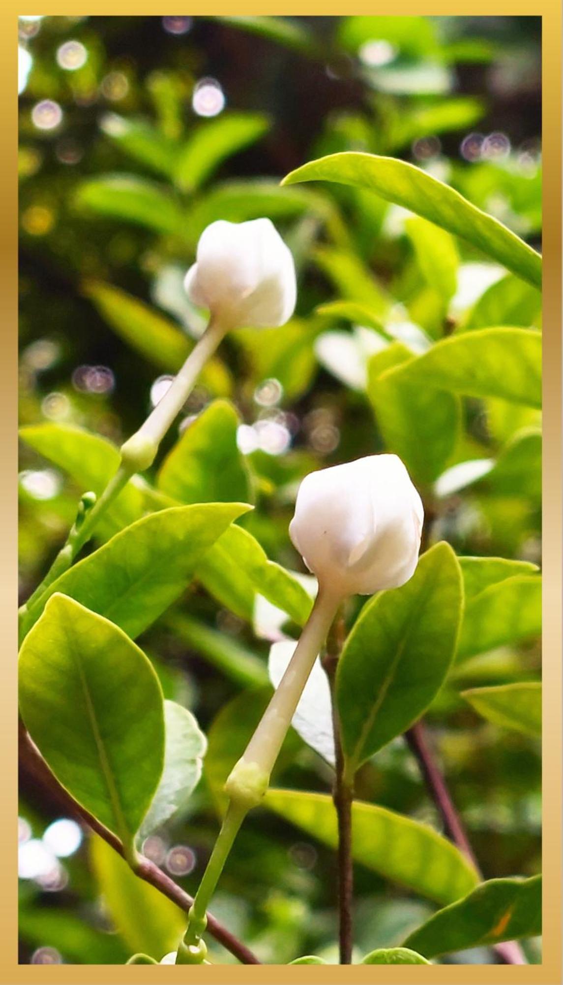 Sweetheart Tree Homestay * Banguecoque
