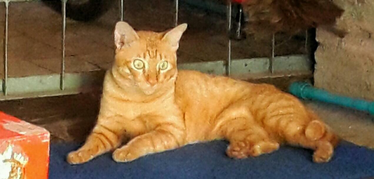 Gasthuis Café De Baan Raow *