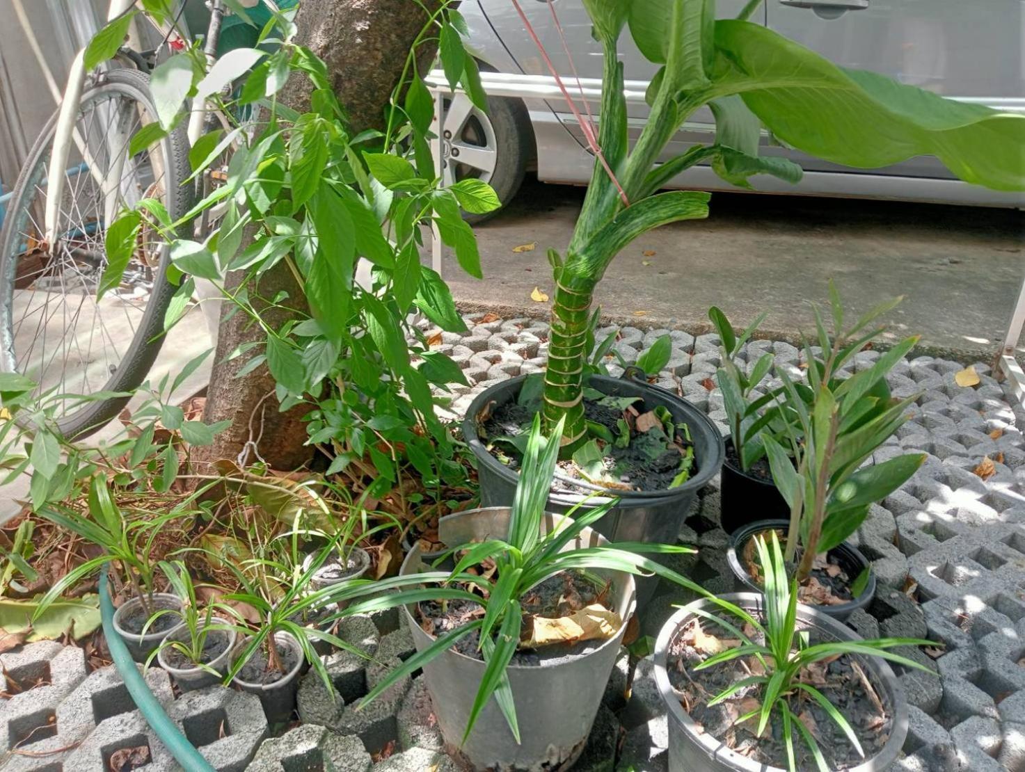 Young And Beautiful Banguecoque