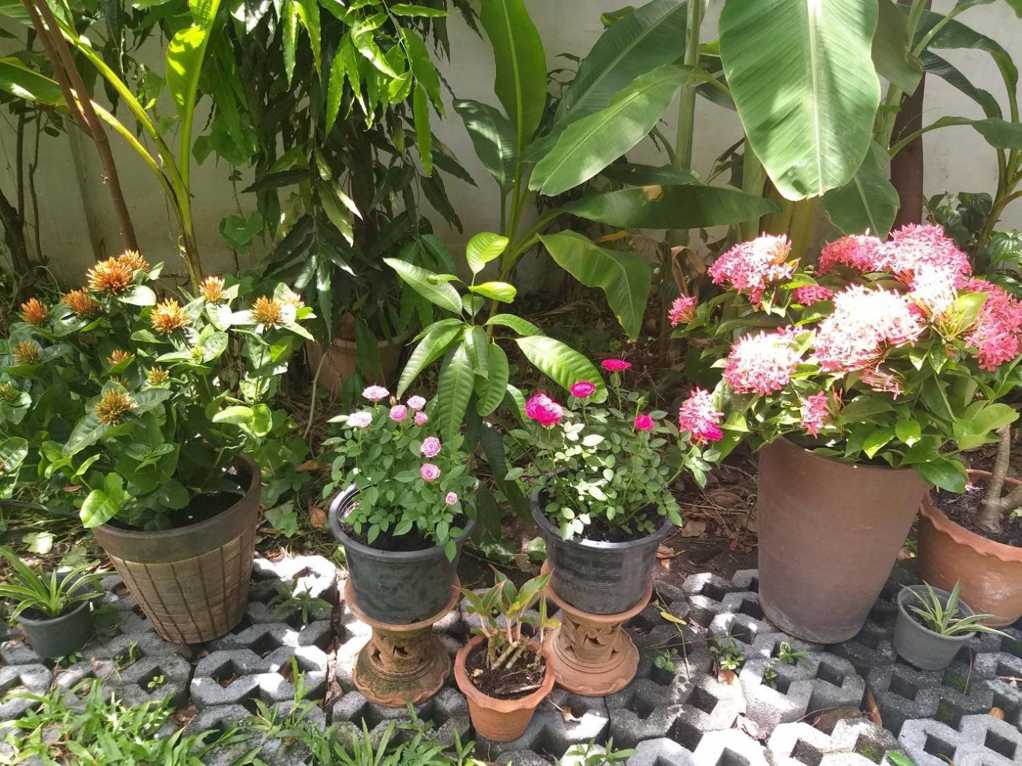 Young And Beautiful Banguecoque
