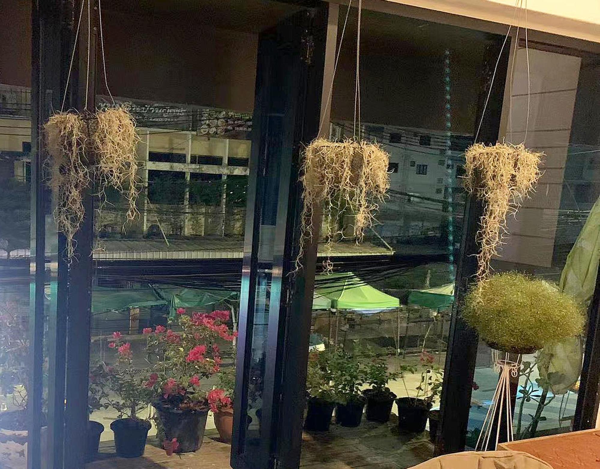 Homestay Skylark 云雀 Bangkok
