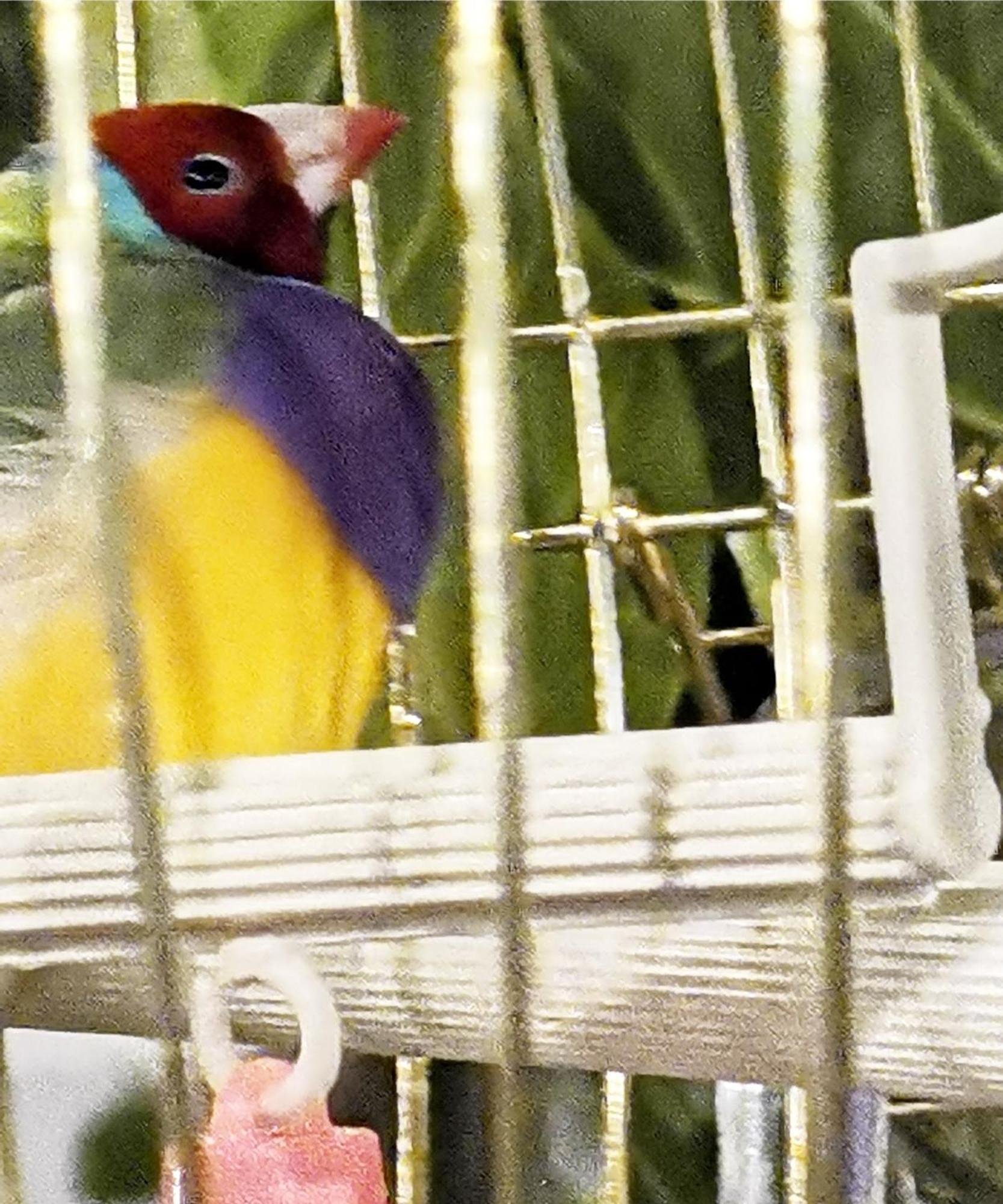 Homestay Skylark 云雀
