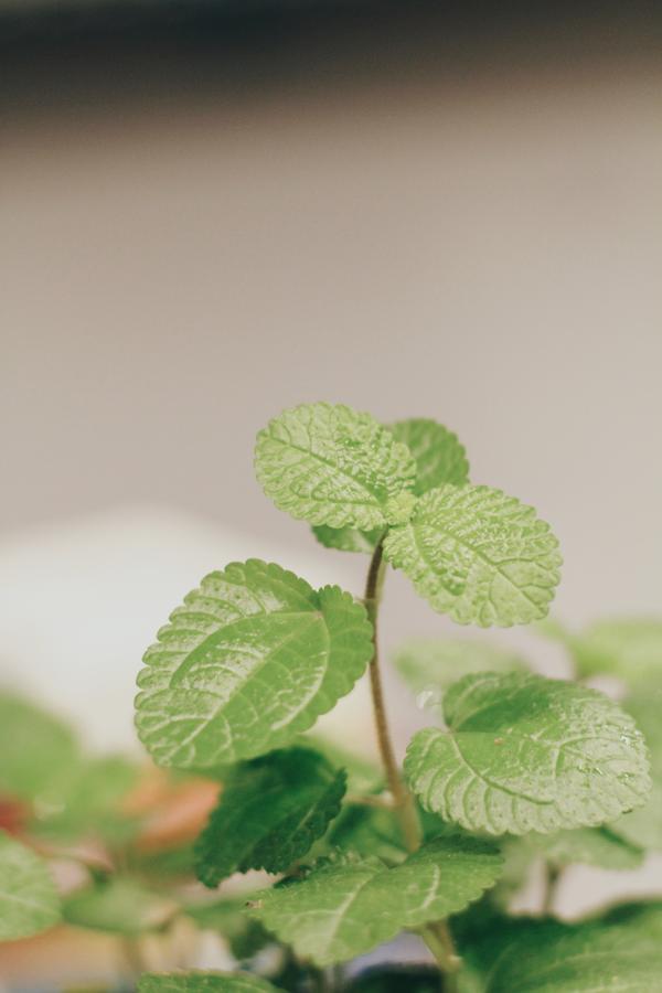 Albergue Mint
