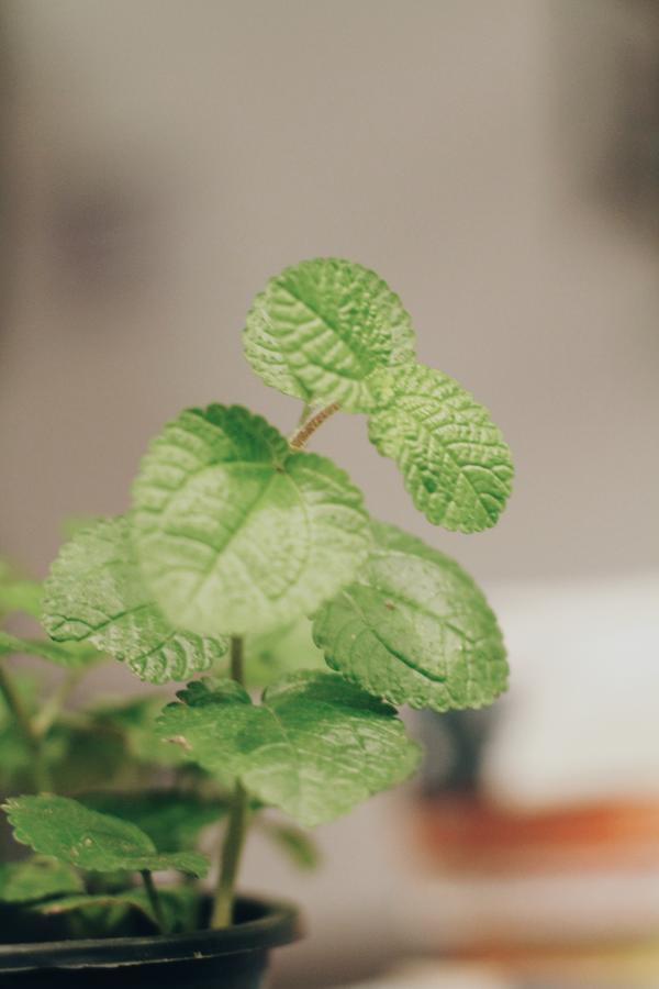 Albergue Mint Banguecoque